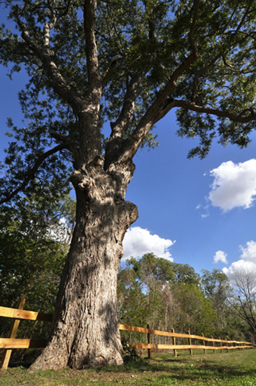 La Bahia Pecan-recent